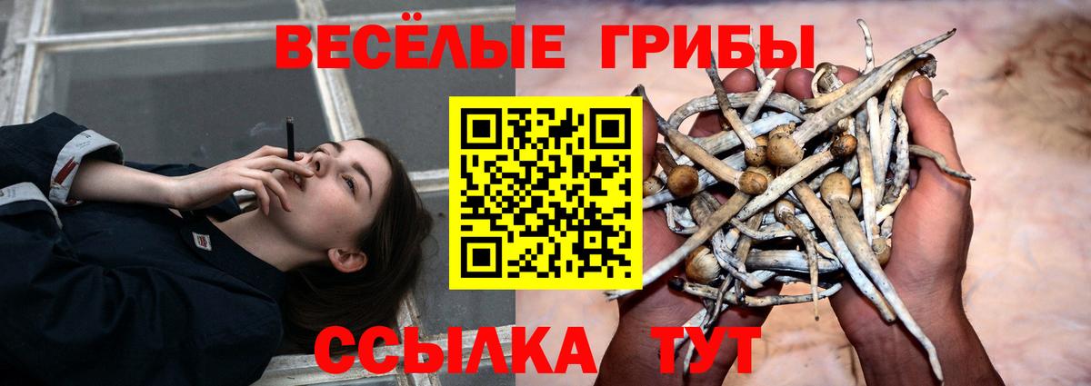 Псилоцибиновые грибы Psilocybine cubensis Среднеуральск